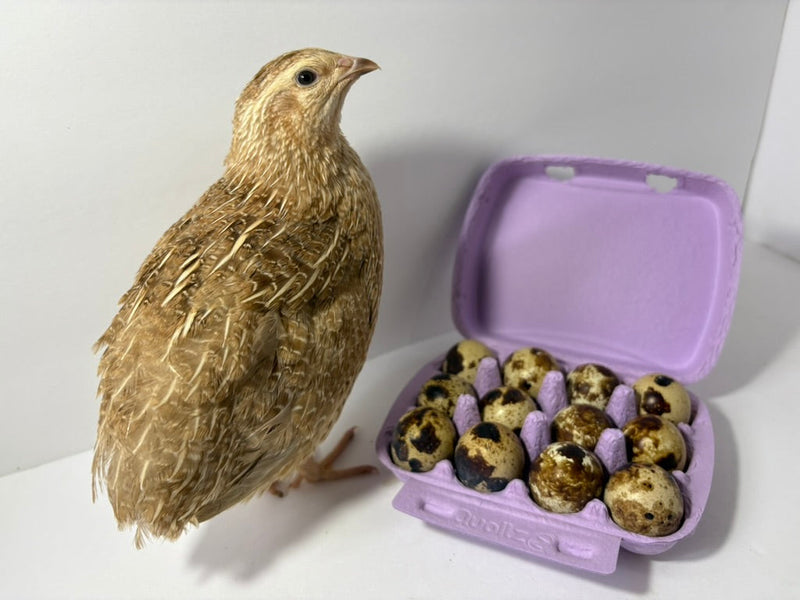 Load image into Gallery viewer, Fertile Quail Eggs – Choose Your Variety
