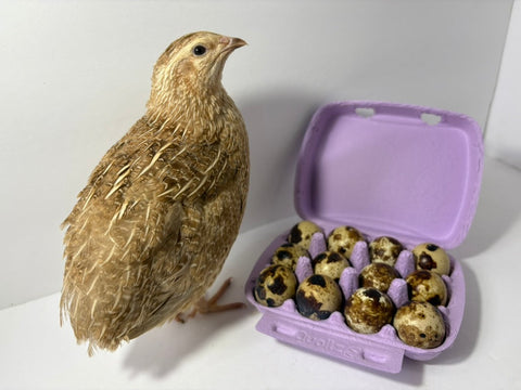 Quail hatching eggs, variety detail