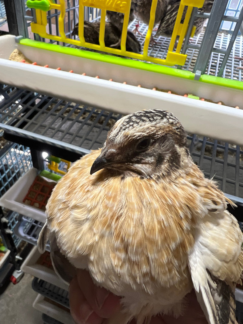 Load image into Gallery viewer, Jumbo Italian Quail Hatching Eggs
