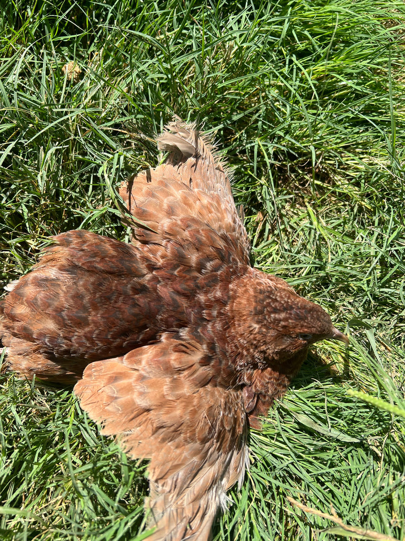 Load image into Gallery viewer, Red Range Coturnix Quail Hatching Eggs
