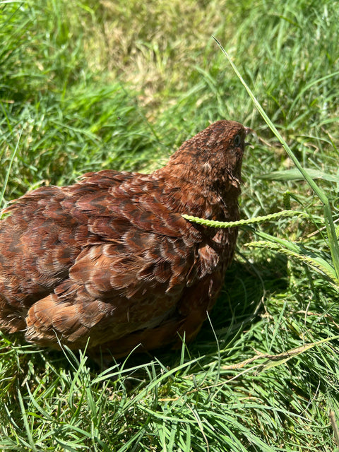 Red Range Coturnix Quail Hatching Eggs, additional product view 2