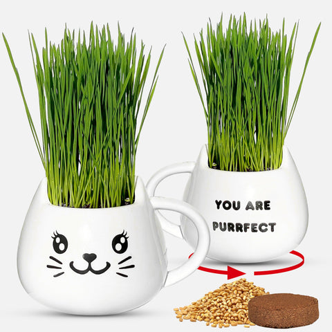 Ceramic cat grass mug kit growing fresh organic wheatgrass.