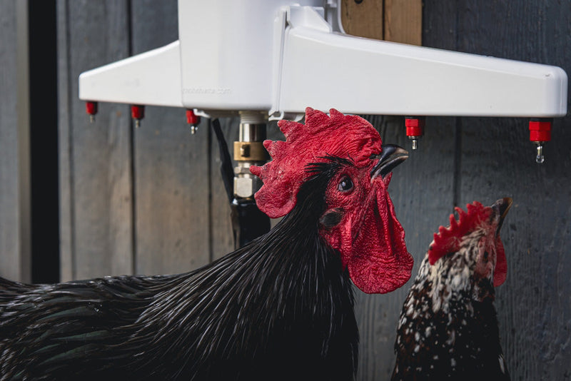 Load image into Gallery viewer, The Chicken Fountain®
