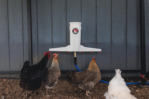 The Chicken Fountain wall-mounted automatic poultry waterer with drinking arms.