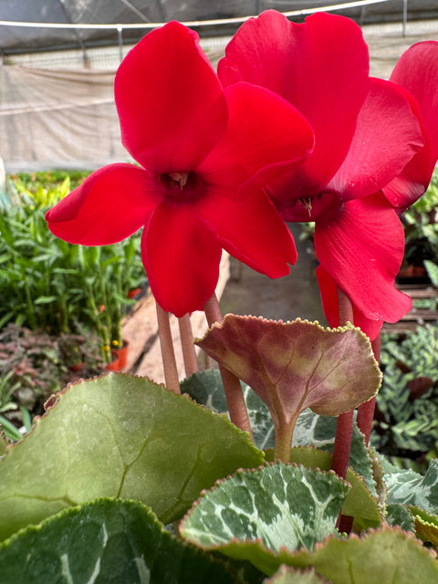 Cyclamen 'Red', additional product view 2