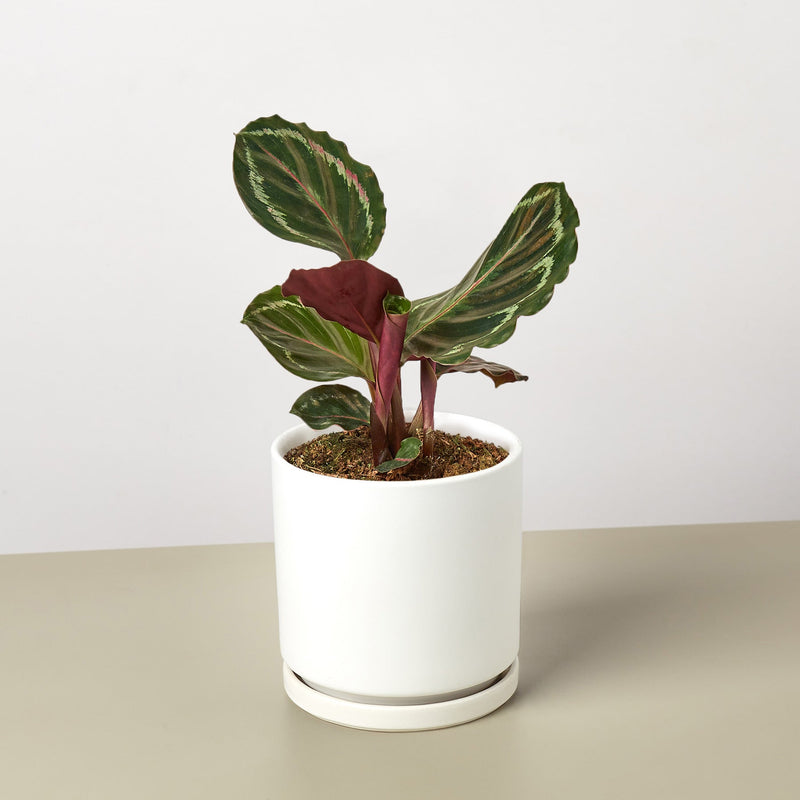 Load image into Gallery viewer, Calathea Roseopicta 'Medallion'
