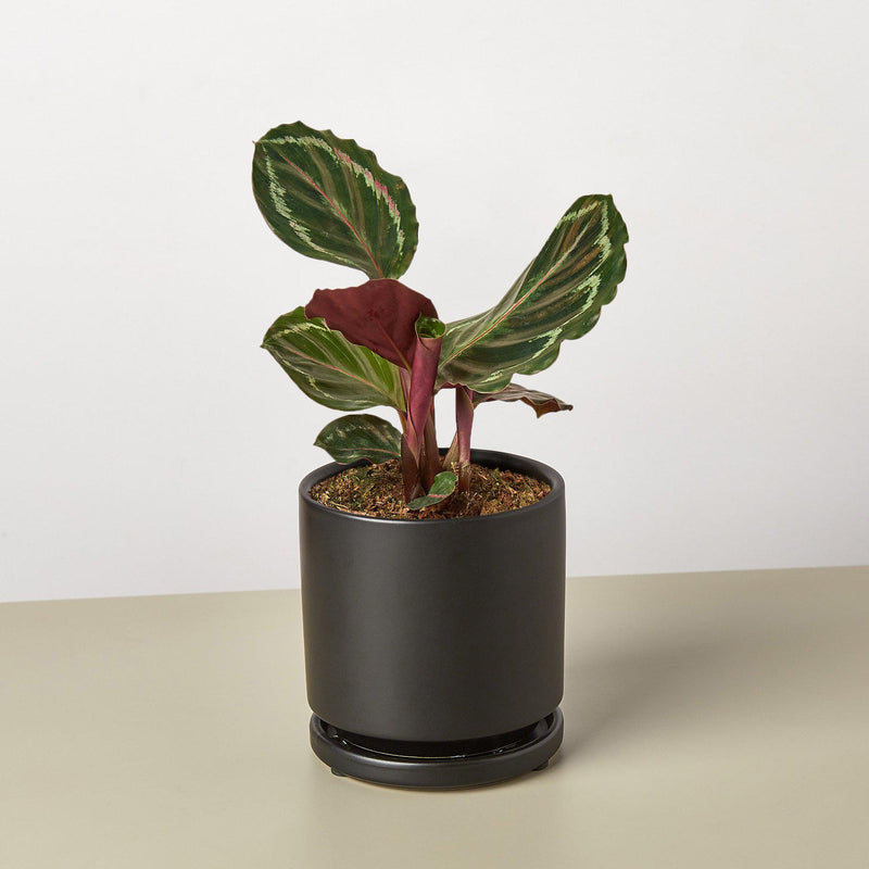 Load image into Gallery viewer, Calathea Roseopicta 'Medallion'
