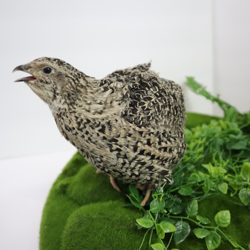Load image into Gallery viewer, Calico Quail Hatching Eggs

