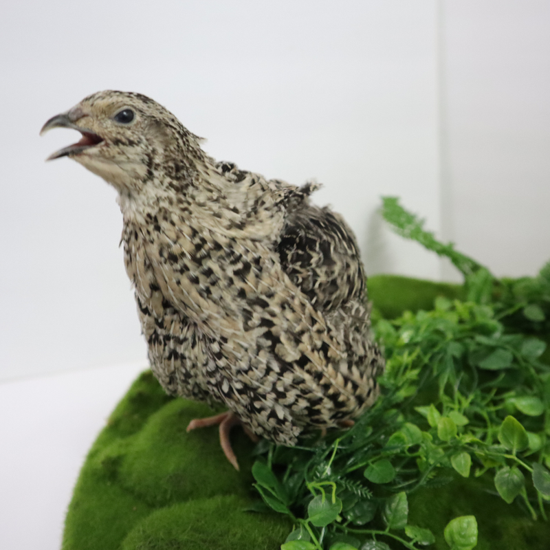 Load image into Gallery viewer, Calico Quail Hatching Eggs
