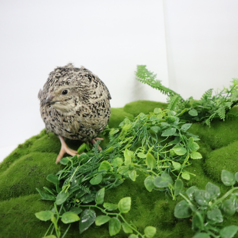Quail hatching eggs, detail view