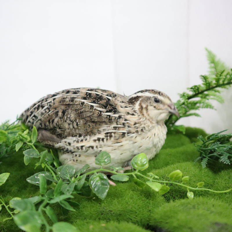 Load image into Gallery viewer, Calico Quail Hatching Eggs
