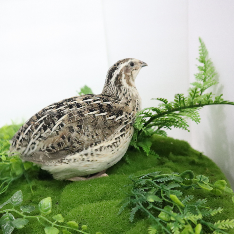 Load image into Gallery viewer, Calico Quail Hatching Eggs
