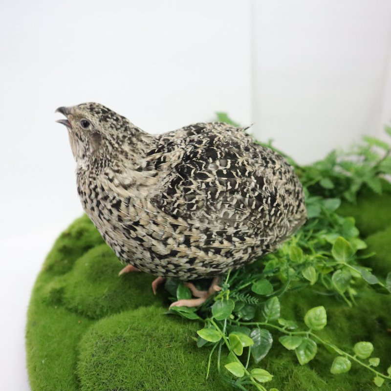 Load image into Gallery viewer, Calico Quail Hatching Eggs – Fertile Eggs for Incubation
