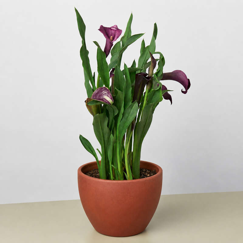 Load image into Gallery viewer, Calla Lily
