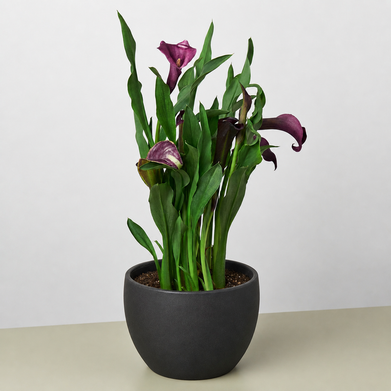 Load image into Gallery viewer, Calla Lily
