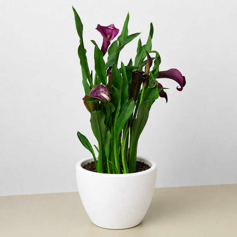 Load image into Gallery viewer, Calla Lily
