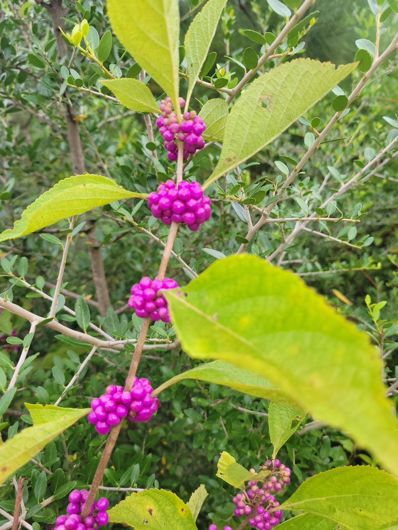 Load image into Gallery viewer, American Beautyberry (Callicarpa americana) - French Mulberry
