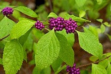 American Beautyberry, French Mulberry shrub