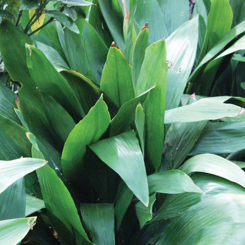 Cast Iron plant, Aspidistra elatior