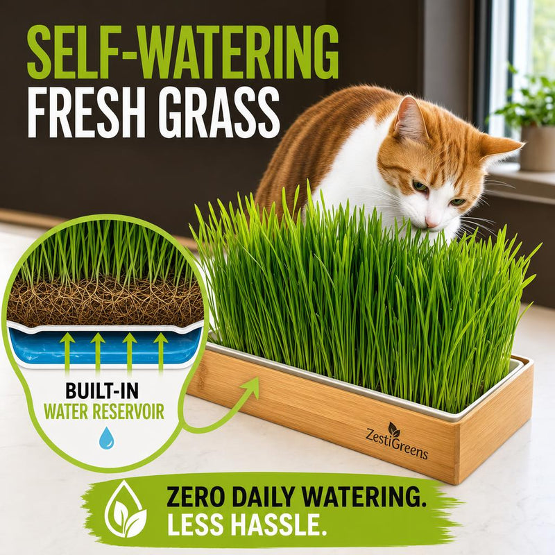 Load image into Gallery viewer, Self Watering Cat Grass Kit. The Easiest Way to Grow Cat Grass.
