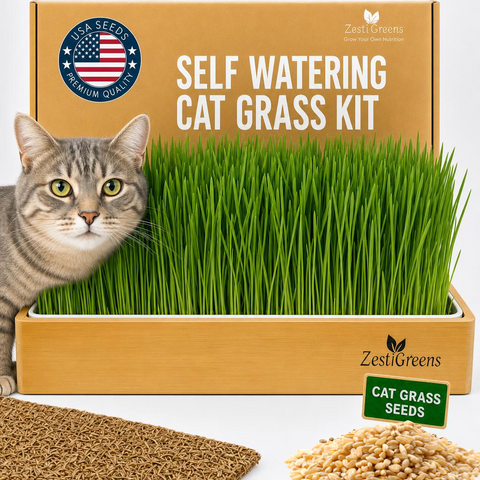 Self-watering soil-free cat grass growing kit for indoor use.