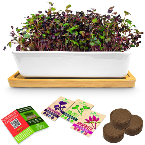Ceramic microgreens kit with red amaranth, radish and broccoli seed packets.