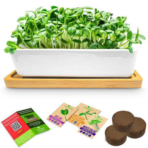 Ceramic microgreens growing kit with sunflower, melon and mixed seed packets.
