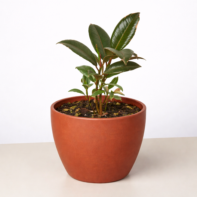 Load image into Gallery viewer, Ficus Elastica 'Tineke'
