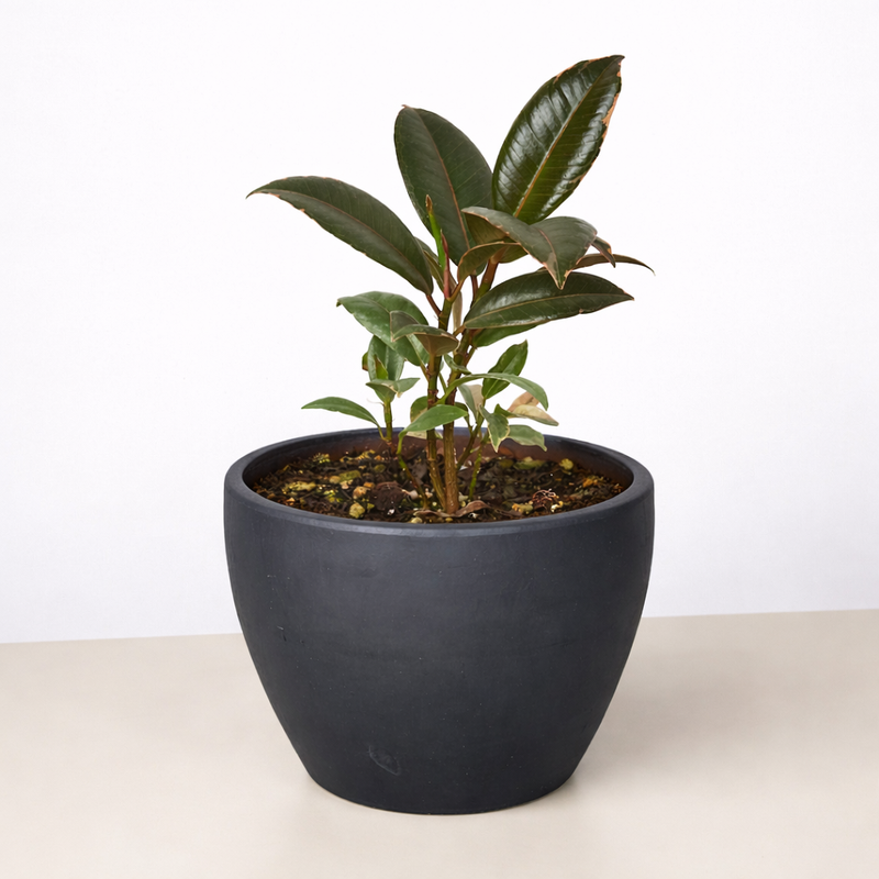 Load image into Gallery viewer, Ficus Elastica 'Tineke'
