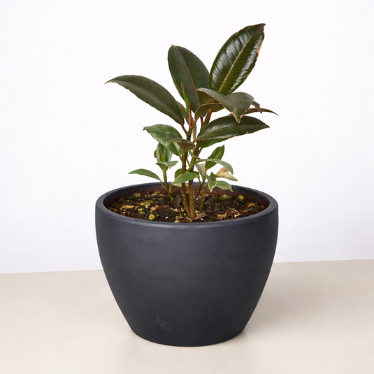 Ficus Elastica 'Tineke'