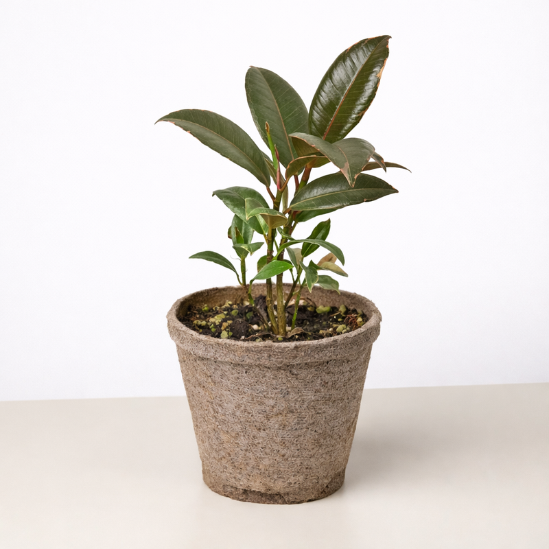 Load image into Gallery viewer, Ficus Elastica 'Tineke'
