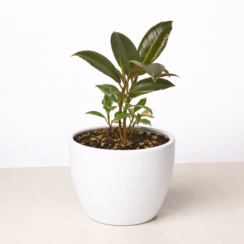 Load image into Gallery viewer, Ficus Elastica 'Tineke'
