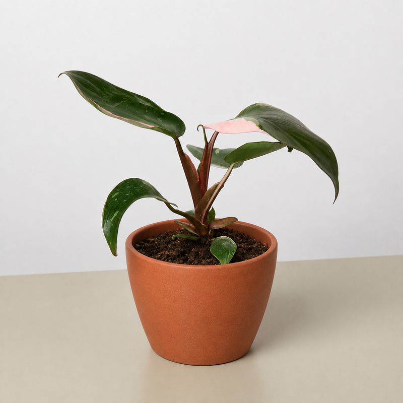 Load image into Gallery viewer, Philodendron 'Pink Princess'
