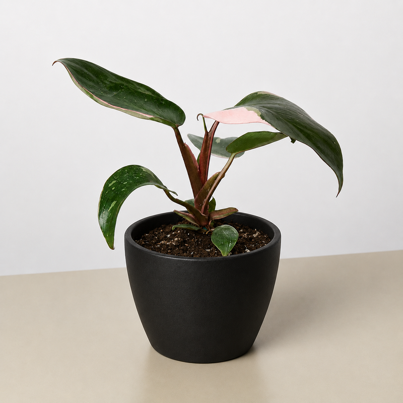 Load image into Gallery viewer, Philodendron 'Pink Princess'
