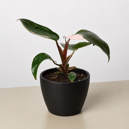 Philodendron 'Pink Princess'