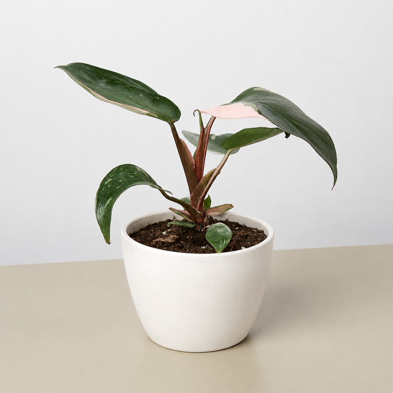 Load image into Gallery viewer, Philodendron 'Pink Princess'
