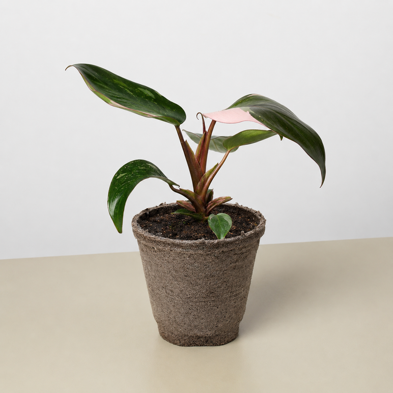 Load image into Gallery viewer, Philodendron 'Pink Princess'
