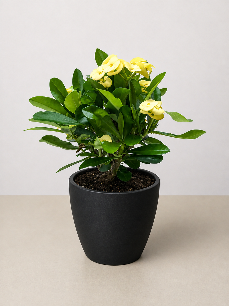 Load image into Gallery viewer, Crown of Thorns
