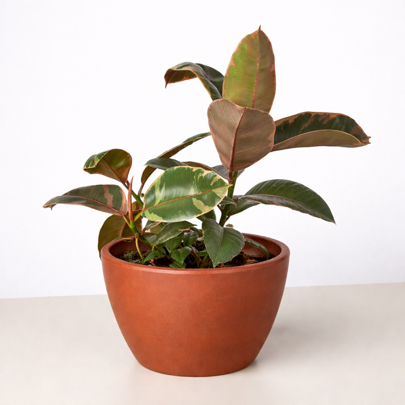 Load image into Gallery viewer, Ficus Elastica 'Ruby Pink'
