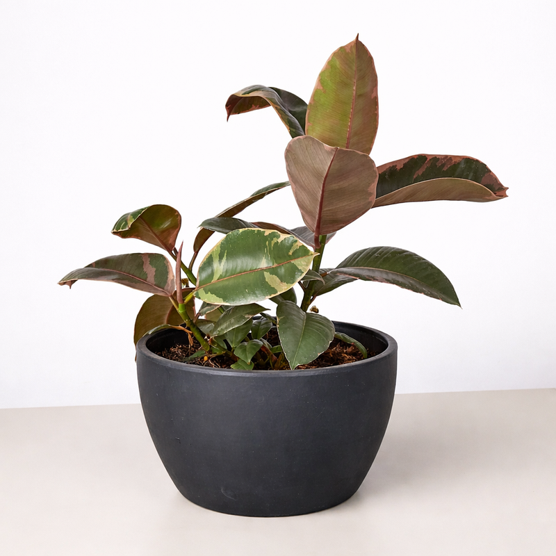 Load image into Gallery viewer, Ficus Elastica 'Ruby Pink'
