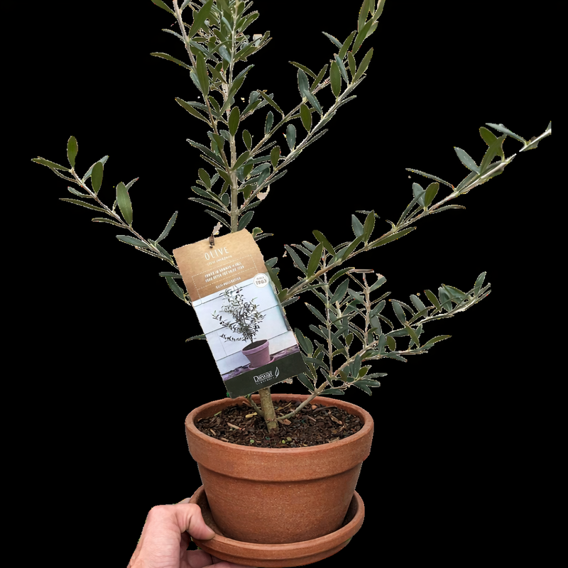 Load image into Gallery viewer, Common Olive Tree (Olea europaea)
