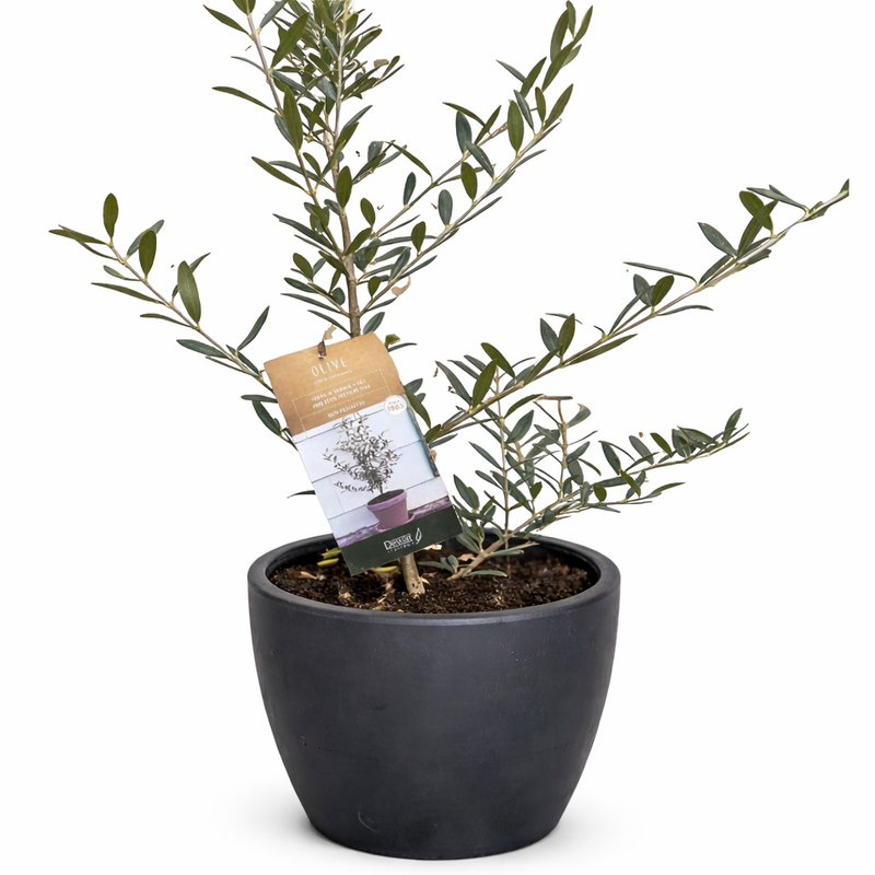 Load image into Gallery viewer, Common Olive Tree (Olea europaea)
