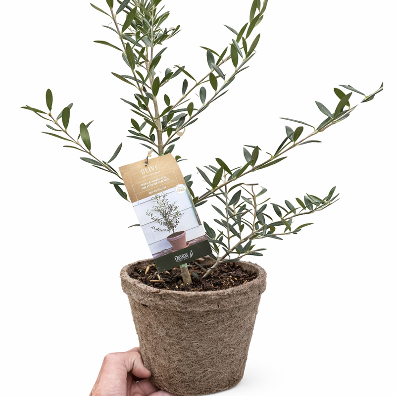 Load image into Gallery viewer, Common Olive Tree (Olea europaea)
