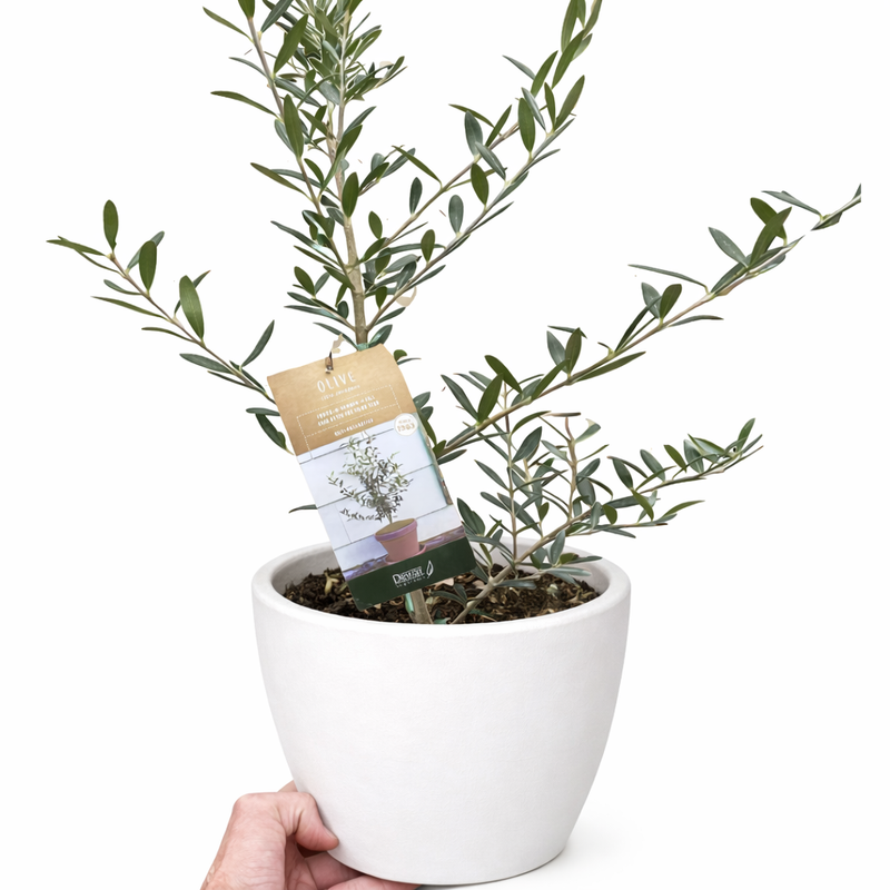 Load image into Gallery viewer, Common Olive Tree (Olea europaea)
