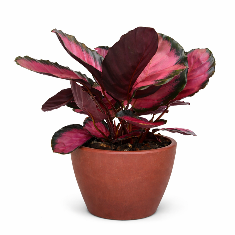 Load image into Gallery viewer, Calathea 'Purple Rose'
