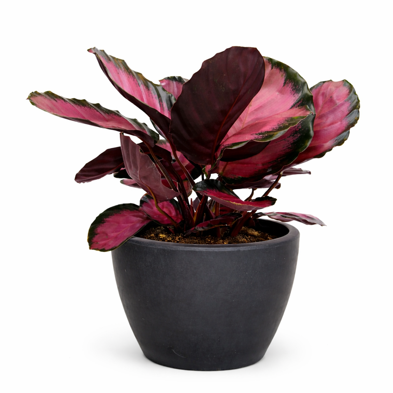 Load image into Gallery viewer, Calathea 'Purple Rose'

