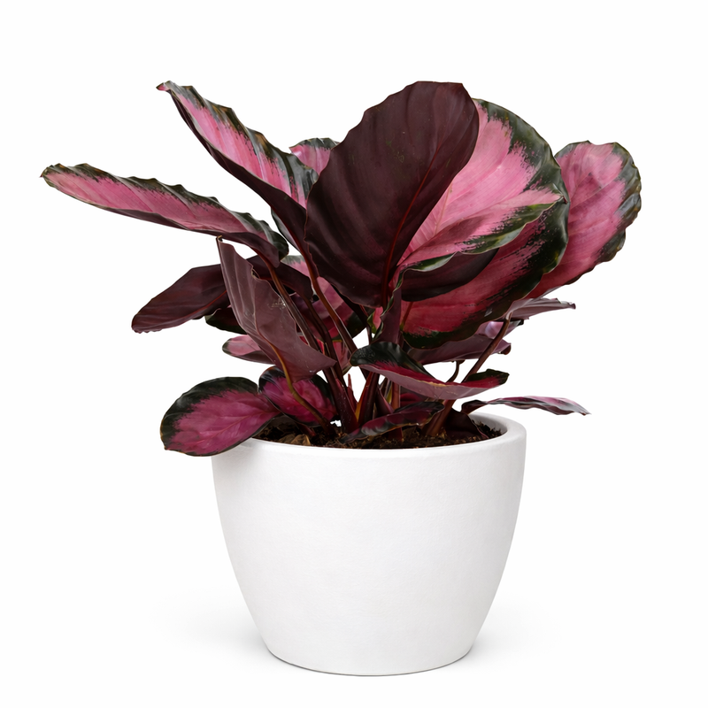 Load image into Gallery viewer, Calathea 'Purple Rose'
