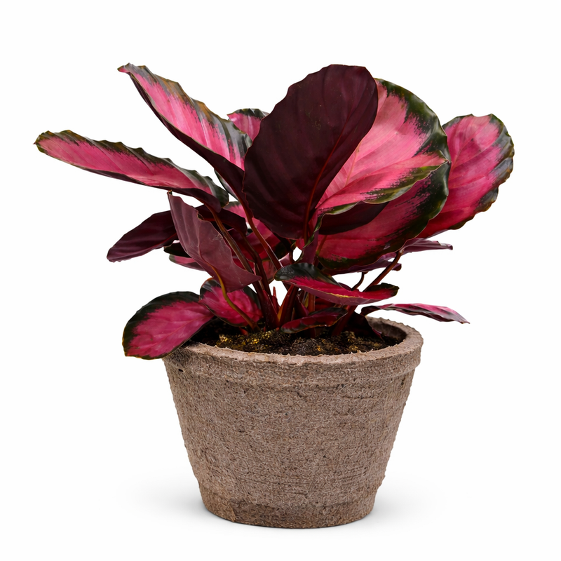 Load image into Gallery viewer, Calathea 'Purple Rose'
