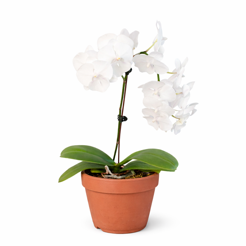 Load image into Gallery viewer, Orchid 'White Phalaenopsis'
