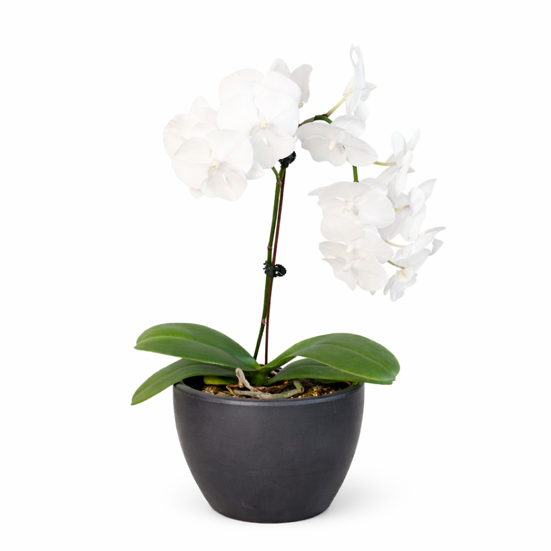 Load image into Gallery viewer, Orchid 'White Phalaenopsis'
